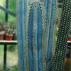 Pilosocereus_magnificus